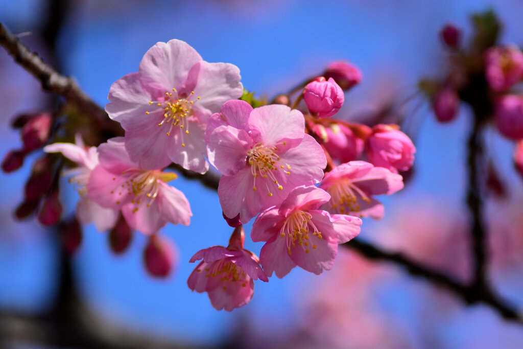 河津桜　５