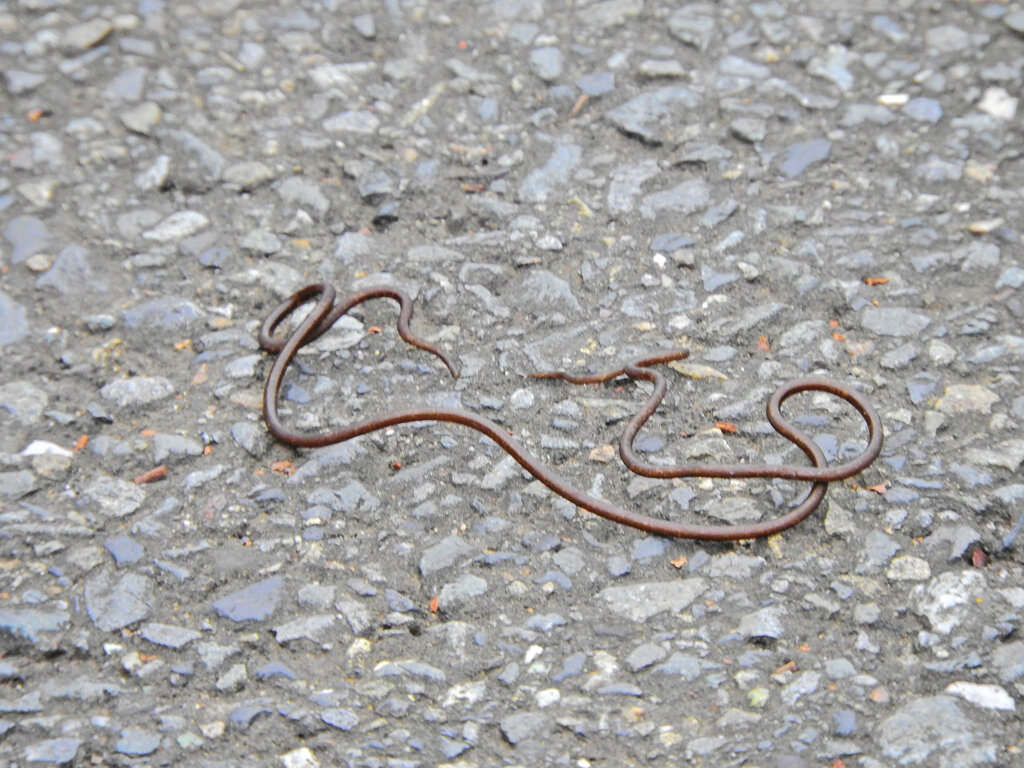 ハリガネムシ（針金虫）２