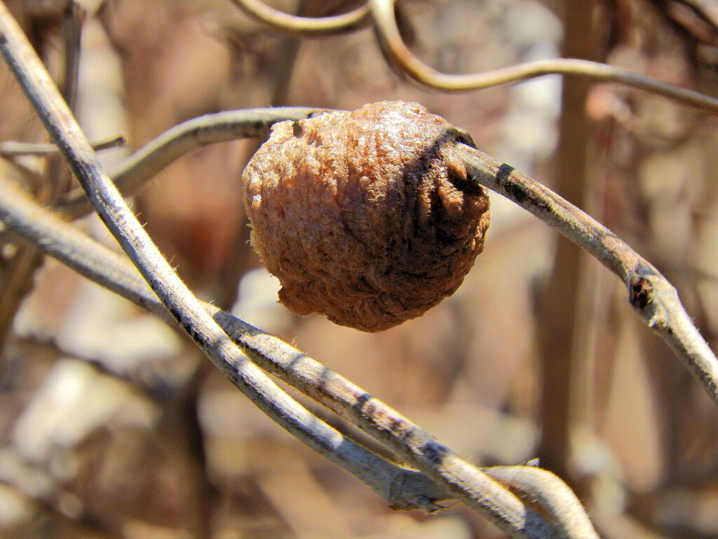 カマキリの卵鞘　3/3