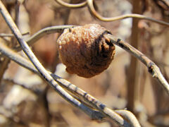 カマキリの卵鞘　3/3