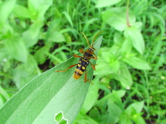 ヨツスジトラカミキリ　１