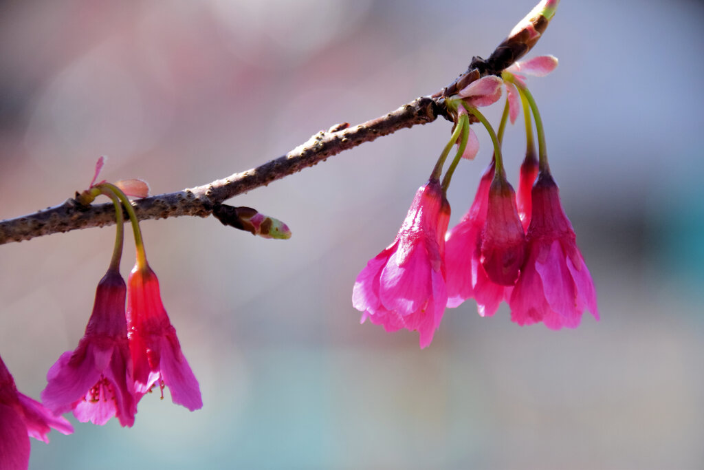 植物　寒緋桜 　（かんひざくら）  緋寒桜　（ひかんざくら）９