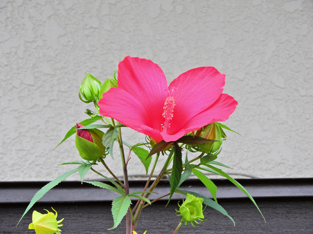 タイタンビカス　５