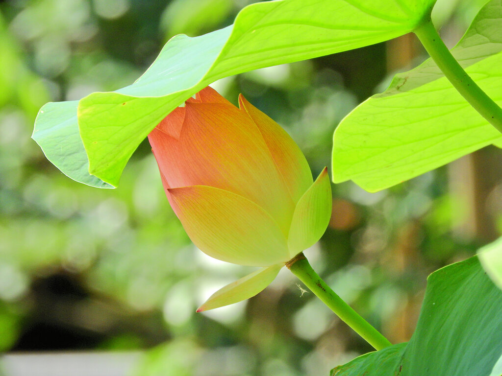 猛暑で蓮の花も葉の陰で・・・１０