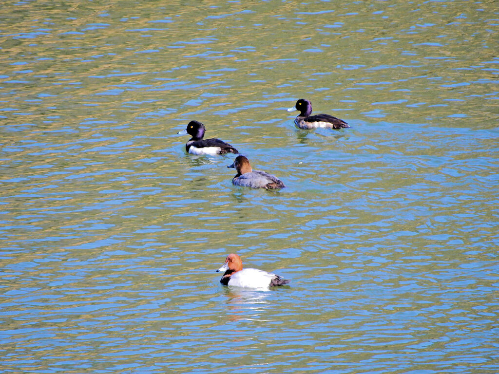 キンクロハジロとホシハジロ　１