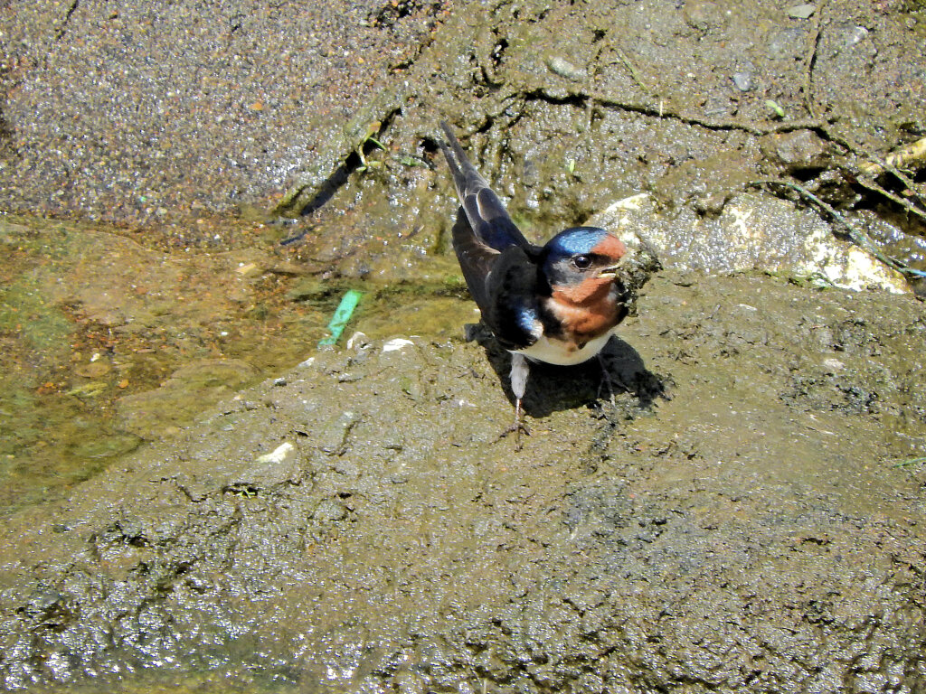 燕さんがお家の建築資材を調達中！　３