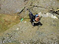 燕さんがお家の建築資材を調達中！　３