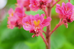 紅花栃の木（ベニバナトチノキ）　７