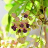 木通 （あけび）の雄花　２