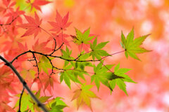 紅葉　撮り溜め　在庫処分中！　６