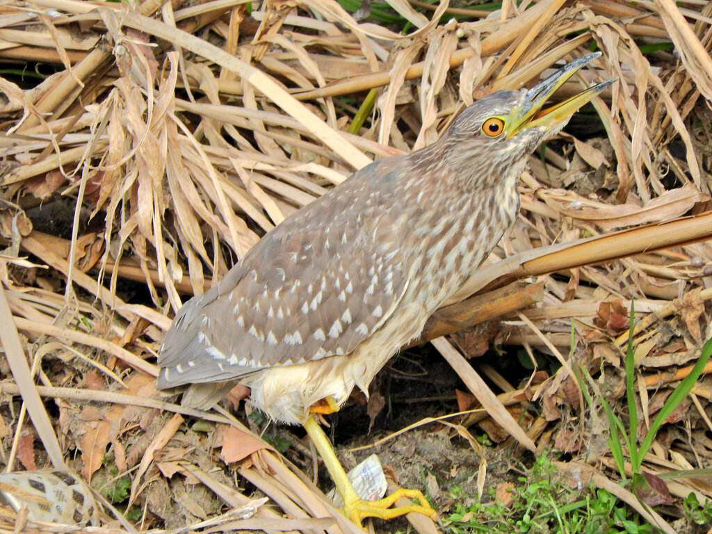 矢上川で　ゴイサギの幼鳥　ホシゴイ　５