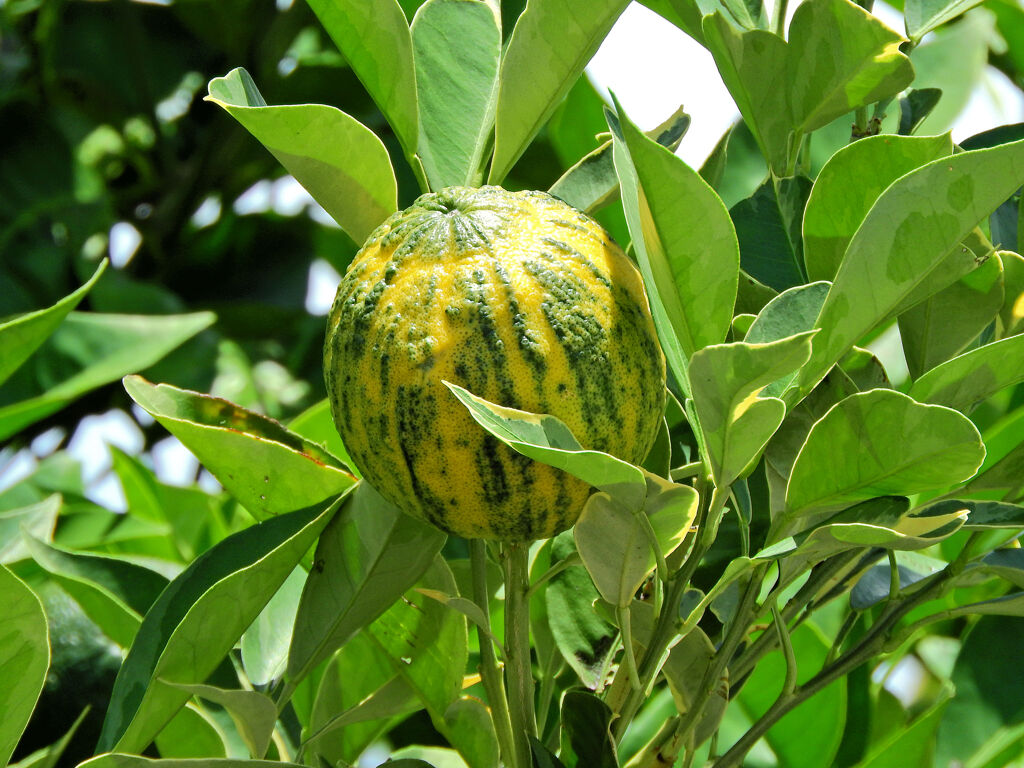 地球柑 　（ シマダイダイ / 斑入ダイダイ ）　１