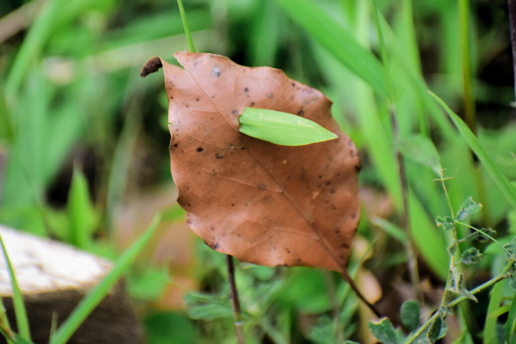 枯葉を突き破る草