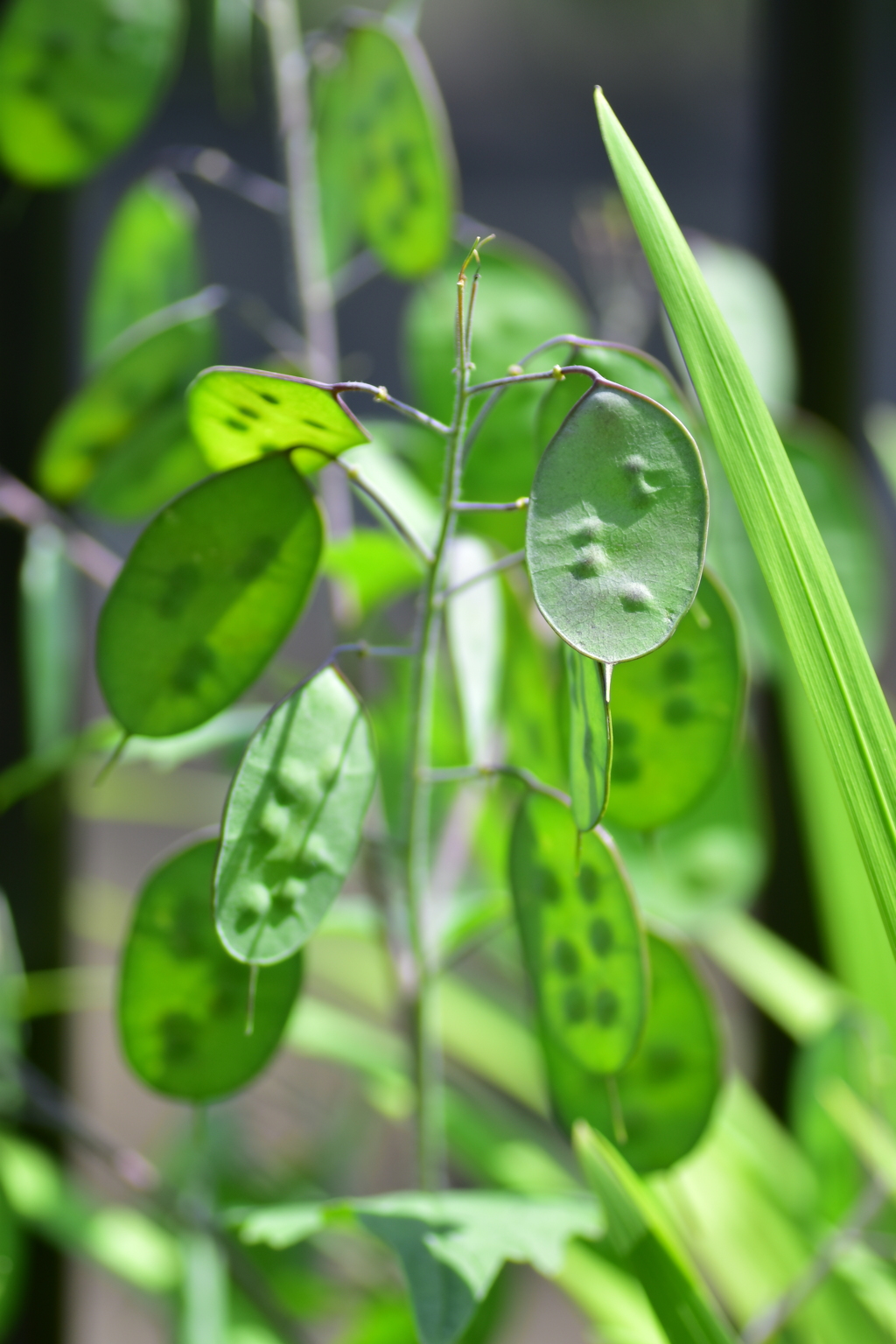 合田草 （ごうだそう） 　大判草　（おおばんそう）　実２