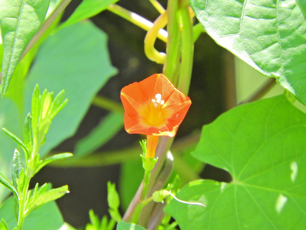 丸葉縷紅草　（まるばるこうそう）　３