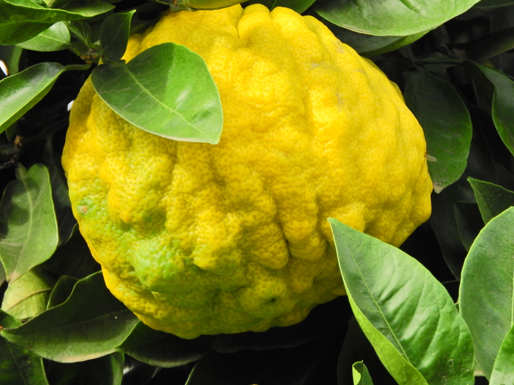 獅子柚子／鬼柚子／シシユズ／オニユズ　１０