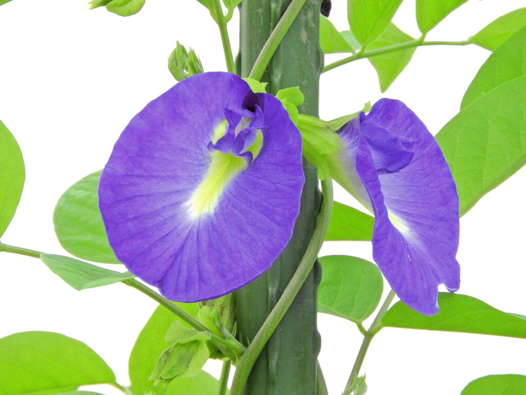 蝶豆花茶（バタフライピー）　３