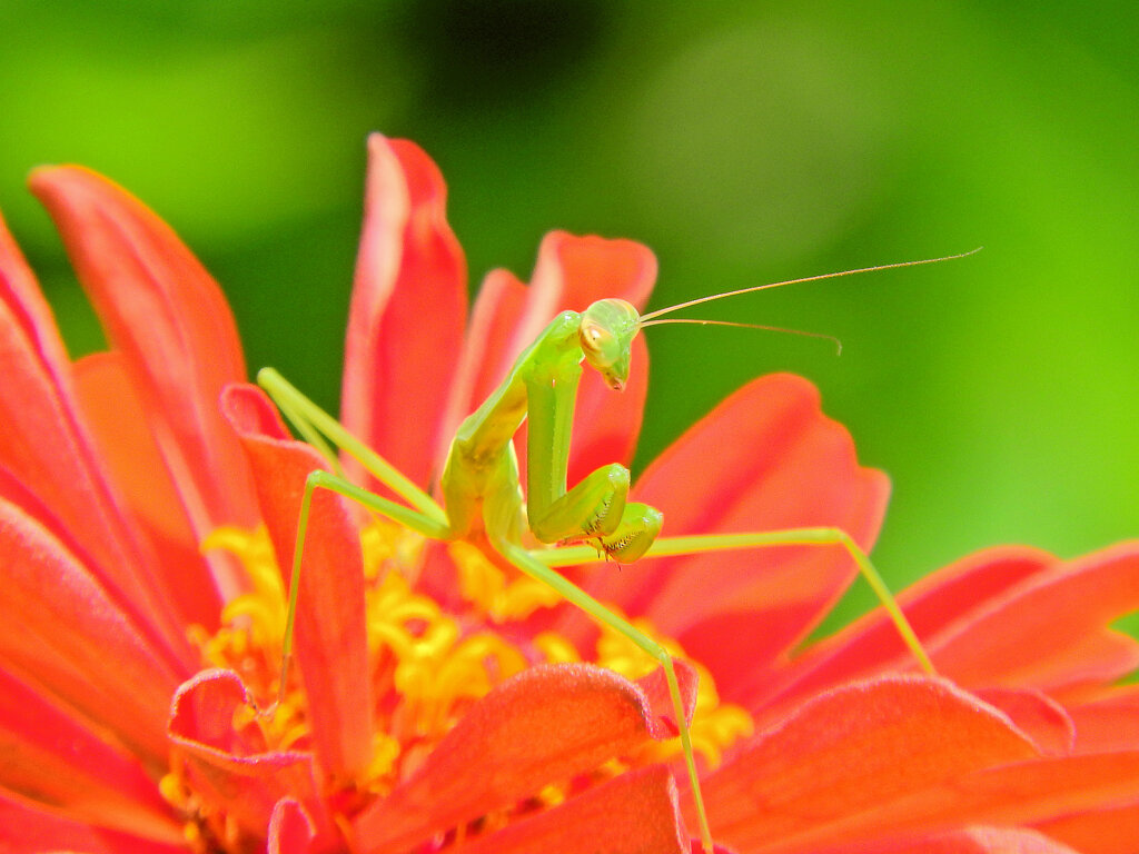 蟷螂さんと遊んだ(∩.∩）６