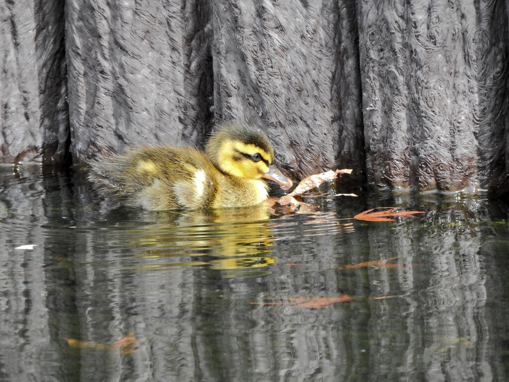近所のせせらぎ遊歩道で今期初のカルガモの雛１０羽誕生　２