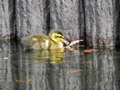 近所のせせらぎ遊歩道で今期初のカルガモの雛１０羽誕生　２