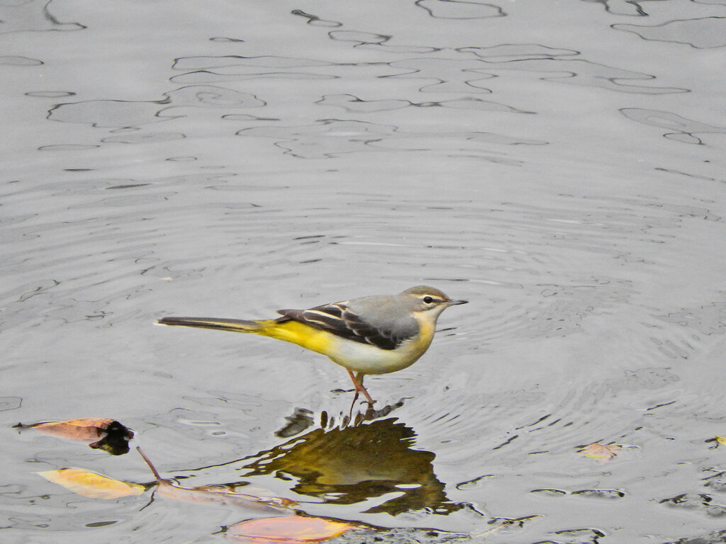 久々のキセキレイ　２