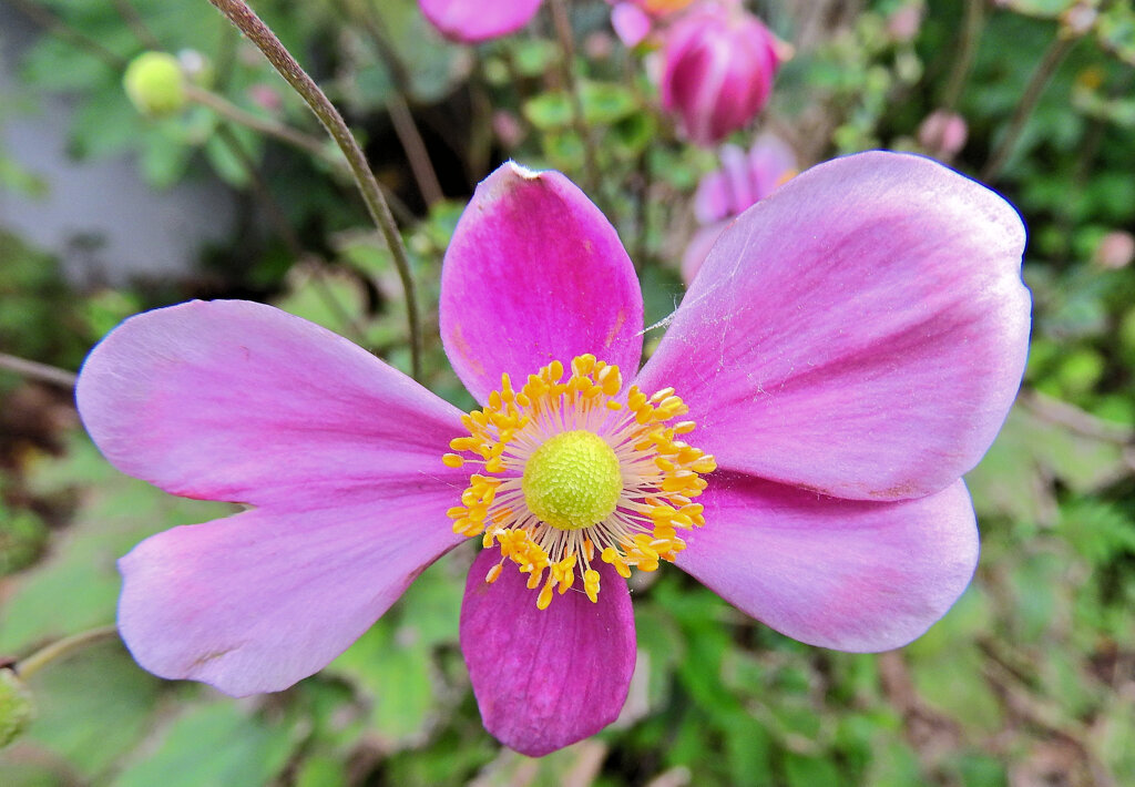 秋明菊　３