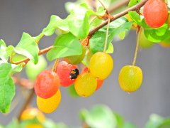夏茱萸っすぅ　６