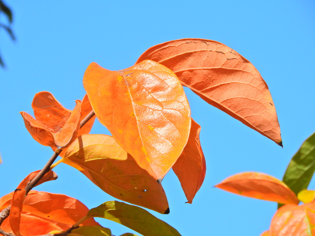 柿の葉　紅葉　５