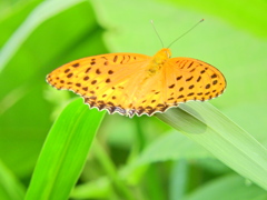 ツマグロヒョウモン　３