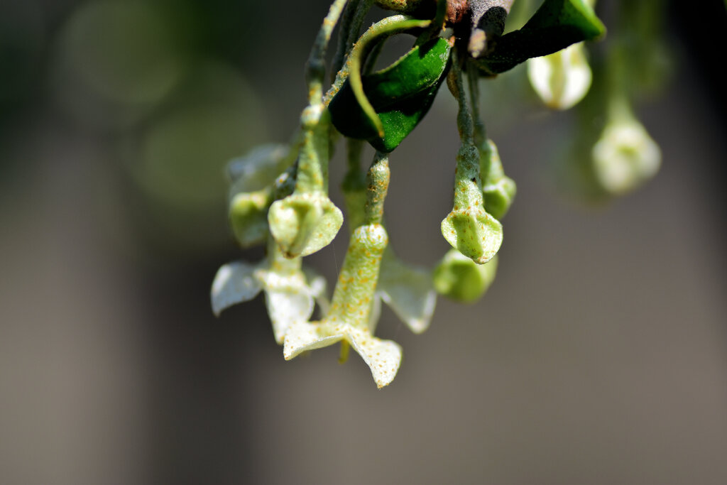 ナツグミ（夏茱萸）の花　１