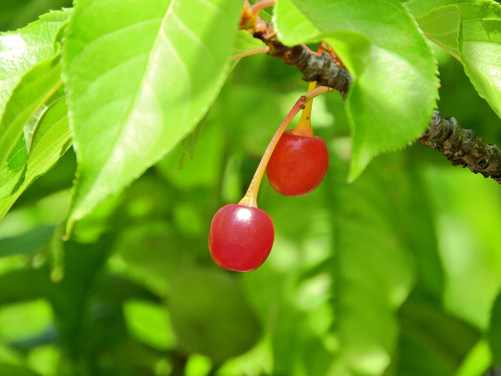 河津桜の実　１
