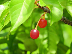 河津桜の実　１
