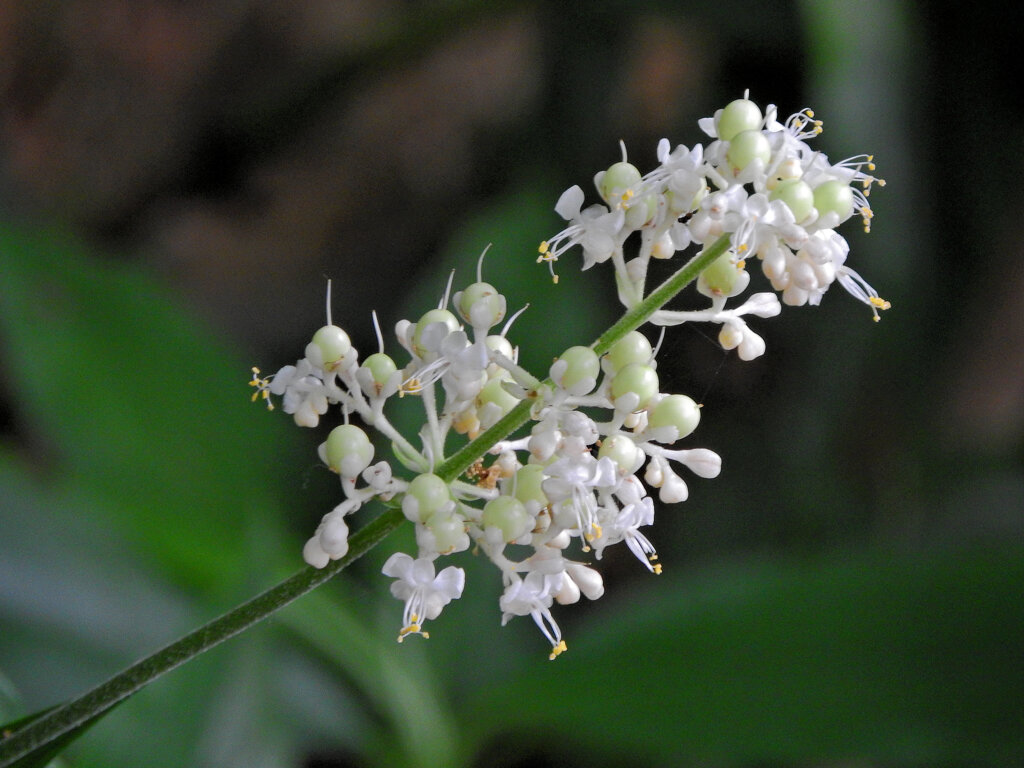 藪茗荷の花と若い実　１