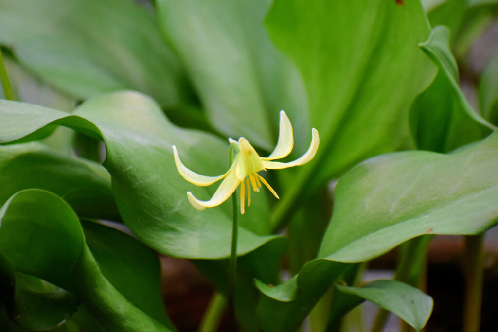 キバナカタクリ(黄花片栗)　８