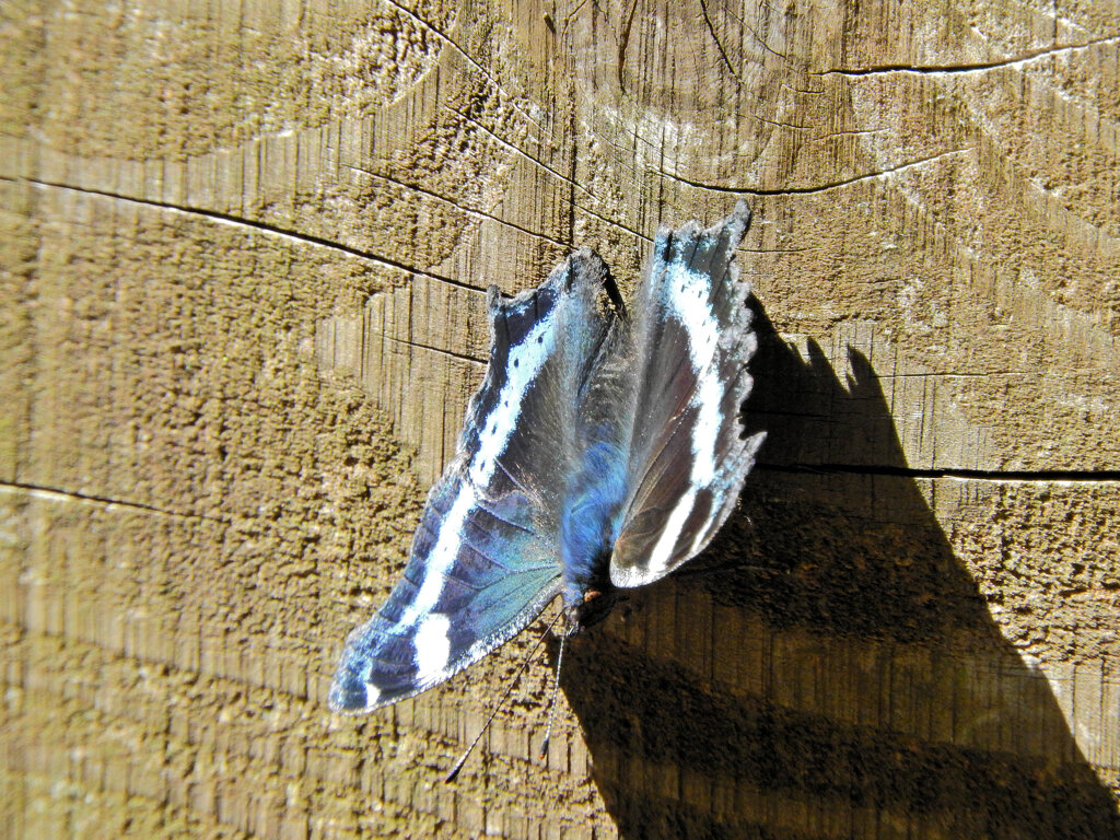 ルリタテハ 　チョウ目　タテハチョウ科　タテハチョウ亜科　９