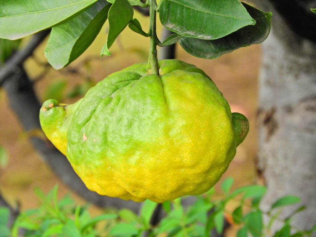 獅子柚子／鬼柚子／シシユズ／オニユズ　５