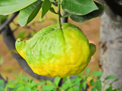 獅子柚子／鬼柚子／シシユズ／オニユズ　５