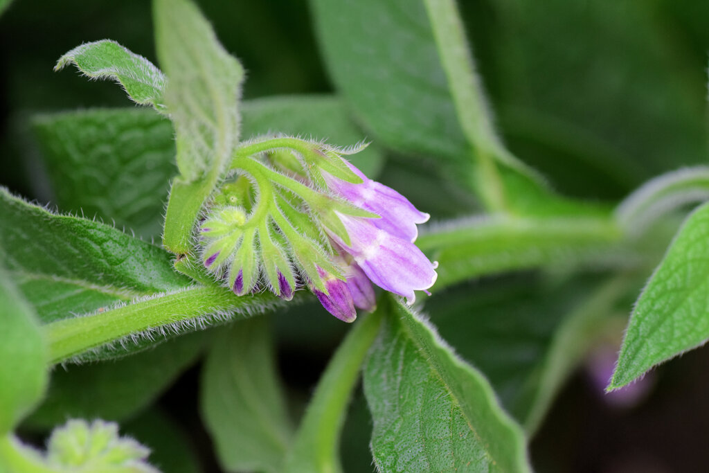 コンフリー   鰭玻璃草、領巾張草（ひれはりそう）５
