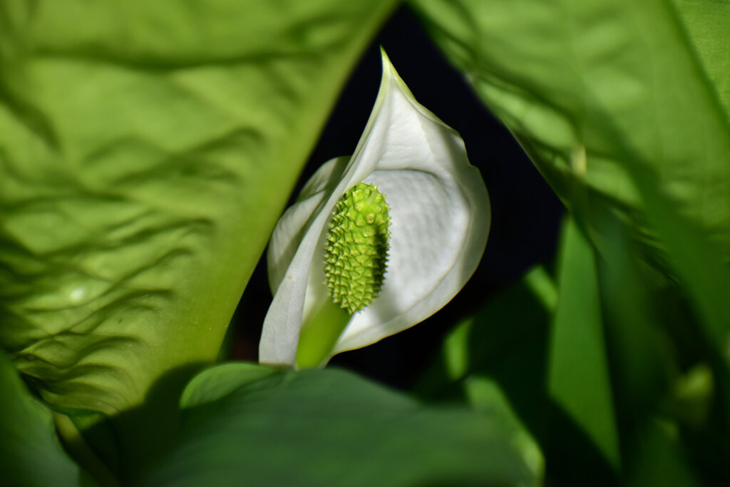 川崎市　たちばなふれあいの森で　水芭蕉開花　５