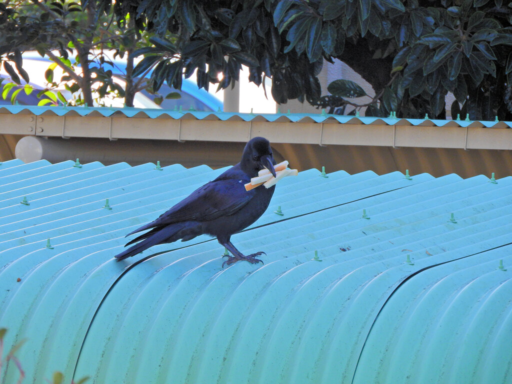 食パンの耳を咥えた　カラス　