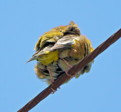 囀りで頭上を見上げたらカワラヒワ　７