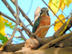 近所のせせらぎ遊歩道・藤棚で　カワセミ　８