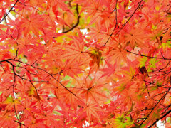 年末の大掃除　撮り溜め紅葉放出　８