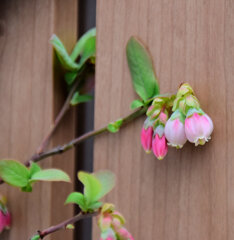 ブルーベリー　３