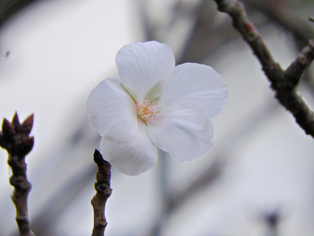 季節外れの桜　咲く　２