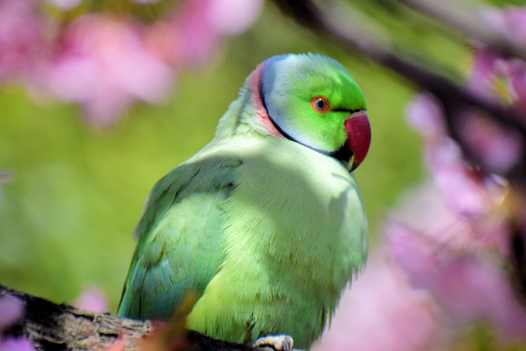 ワカケホンセイインコ（輪掛本青鸚哥）８