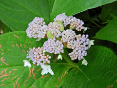 玉紫陽花 （たまあじさい）　開花