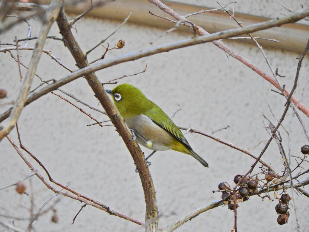 メジロ　さん　１