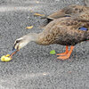 カルガモさん　花桃の実を食べる　２