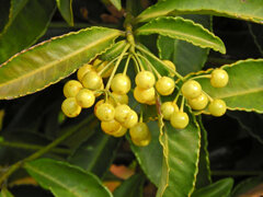 「白実の万両」 （しろみのまんりょう）　３